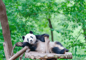 Chengdu Research Base of Giant Panda Breeding, giant panda resting on a tree, cute moment